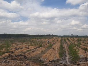 3000 сеянцев сосны высажены в лесном массиве Дзержинска