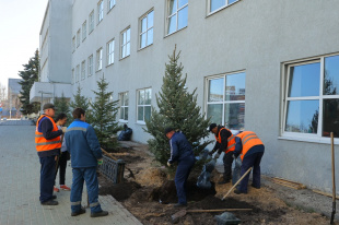Новые ели высажены у здания администрации города Дзержинска