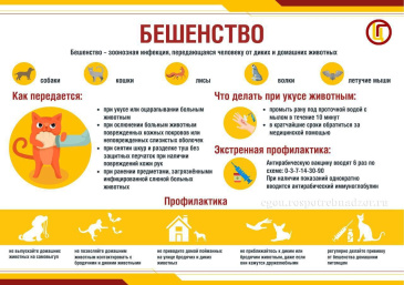 Информация о профилактики защиты от бешенства